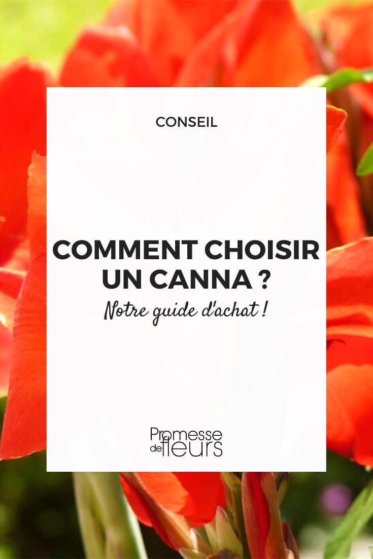 Tips for choosing a canna

Cannas are beautiful flowering plants that can bring a touch of exoticism to your garden. Here are some tips to help you choose the right canna for your garden:

1. **Choose the right variety**: Cannas come in a variety of sizes, colours, and leaf shapes. Consider the overall look you want to achieve in your garden and choose a variety that complements it.

2. **Consider the size**: Some cannas can grow quite tall, so make sure you have enough space in your garden for the variety you choose.

3. **Check the hardiness**: While most cannas are not frost-hardy, there are some varieties that can survive in cooler climates. If you live in a colder region, make sure to choose a canna variety that is suitable for your climate.

4. **Look for disease resistance**: Some cannas are more resistant to diseases than others. Choosing a disease-resistant variety can help ensure your plants stay healthy.

5. **Think about the bloom time**: Cannas can have different bloom times, so consider when you want your plants to flower and choose a variety that fits your timeline.

6. **Consider the foliage**: In addition to their beautiful flowers, cannas also have striking foliage. Some varieties have colourful leaves that can add interest to your garden even when the plant is not in bloom.

By considering these factors, you can choose a canna variety that will thrive in your garden and bring you joy for years to come.