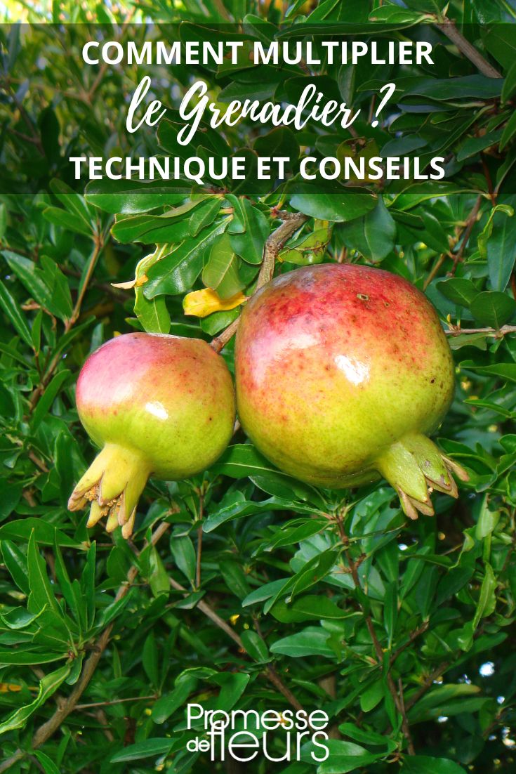 sow cuttings of Punica granatum pomegranate