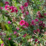 How to propagate Leptospermum?