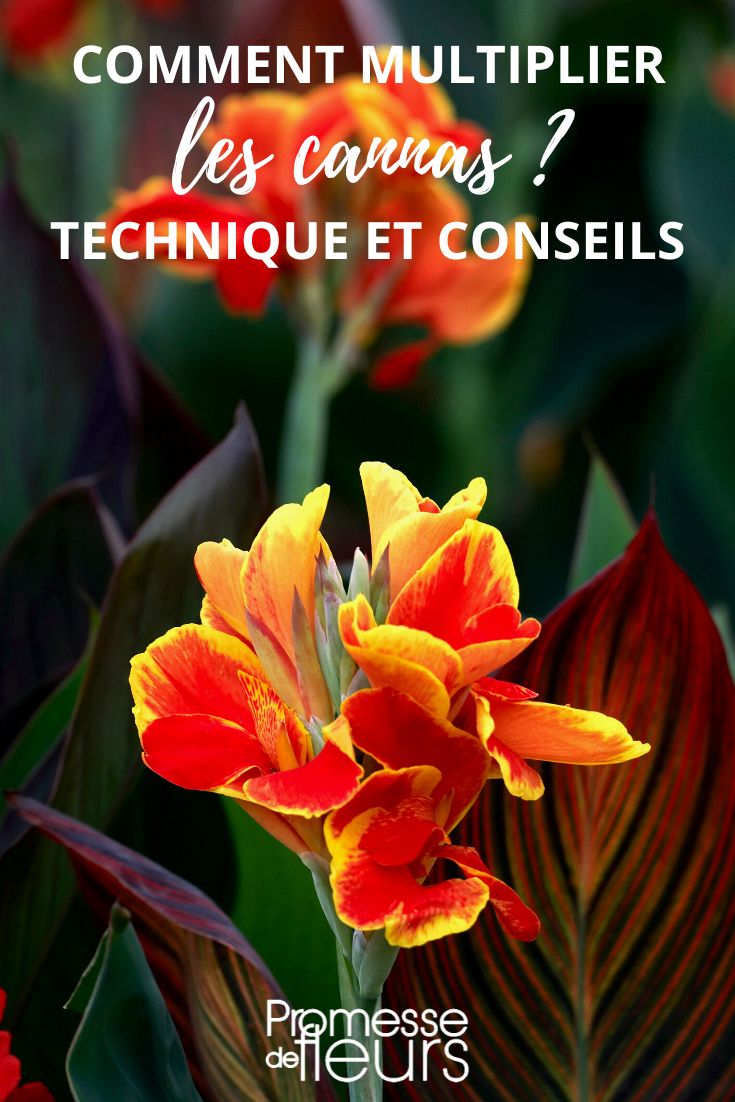 divide cannas