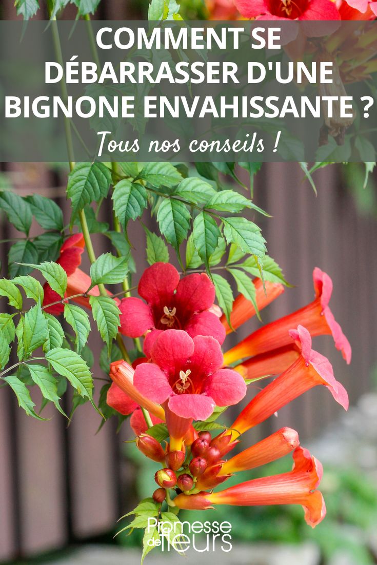 remove a trumpet vine