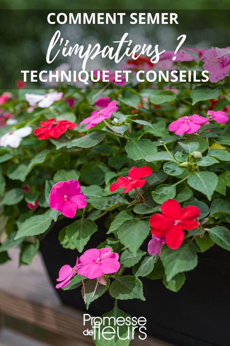 Impatiens sowing