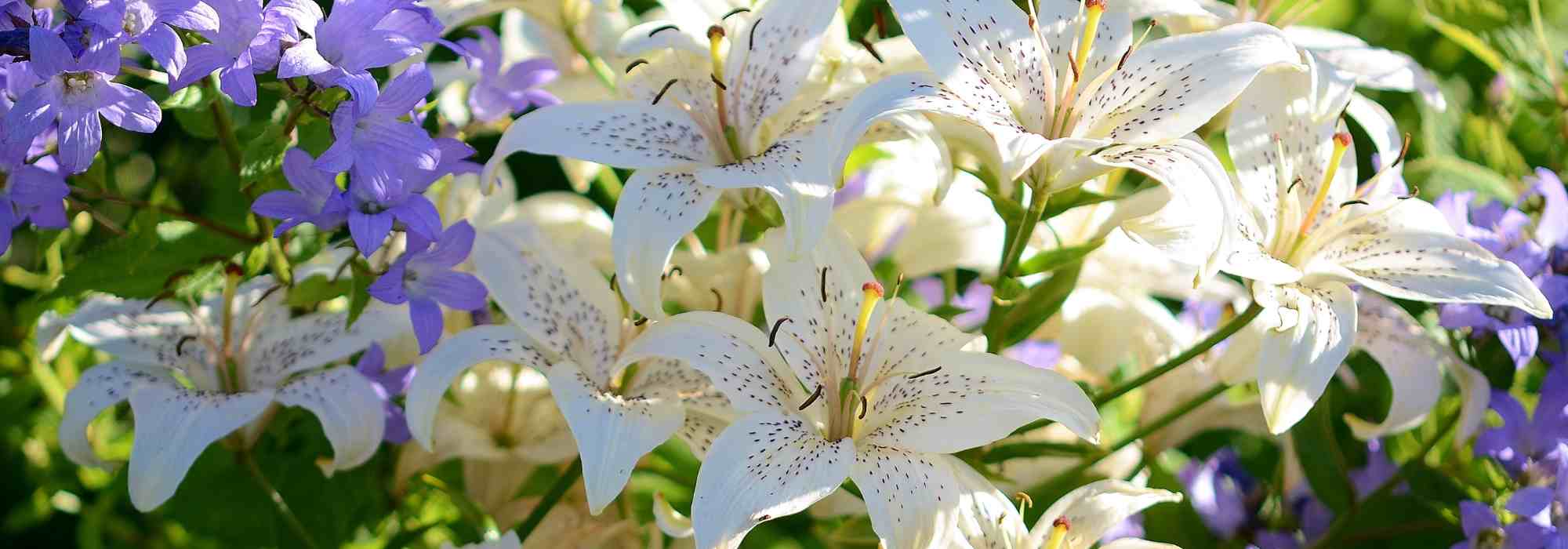 10 tips for successfully growing lilies