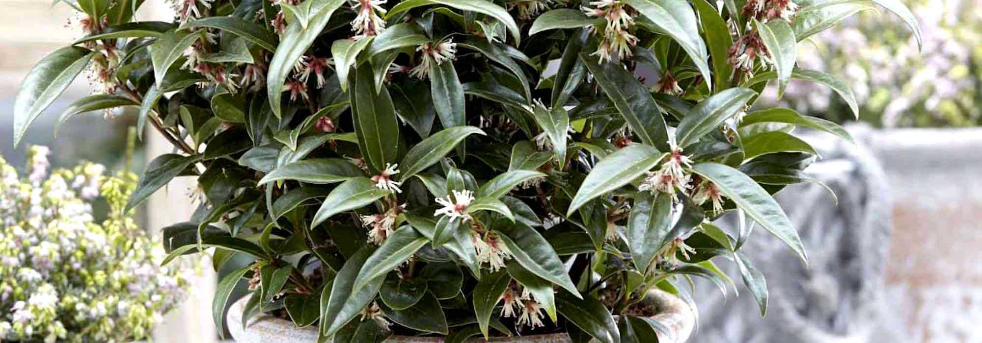 Growing a Sarcococca in a pot