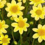 5 Dahlias for Border Planting