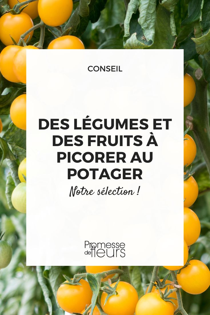 Vegetables and fruits to pick in the vegetable garden