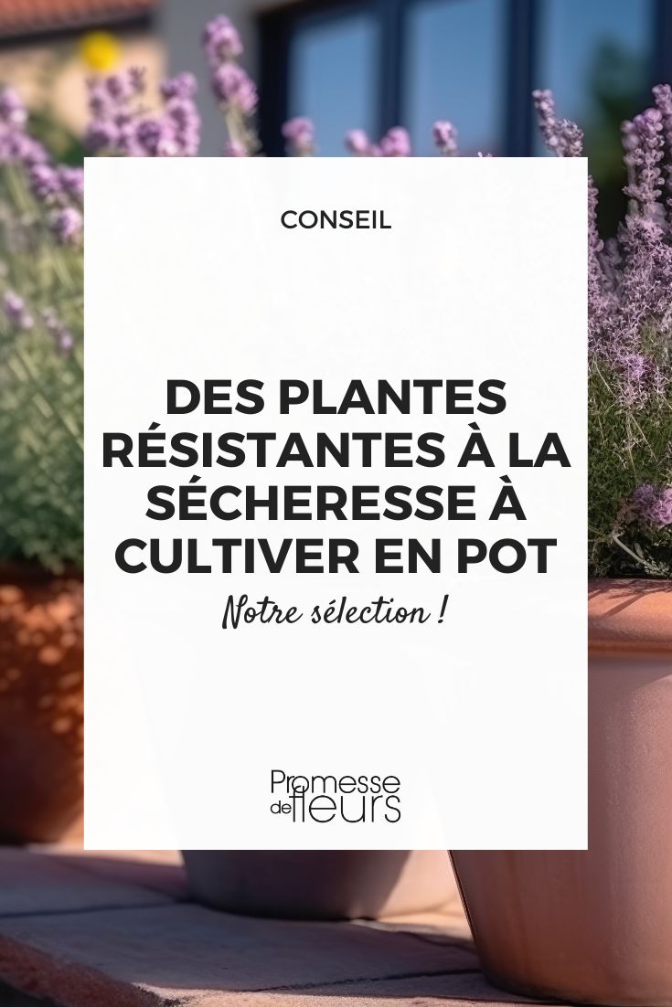 Drought-resistant plants to grow in pots.