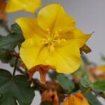 Fremontodendron: Planting, Pruning and Care