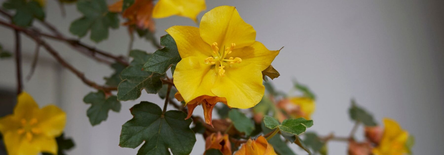 Fremontodendron: Planting, Pruning and Care