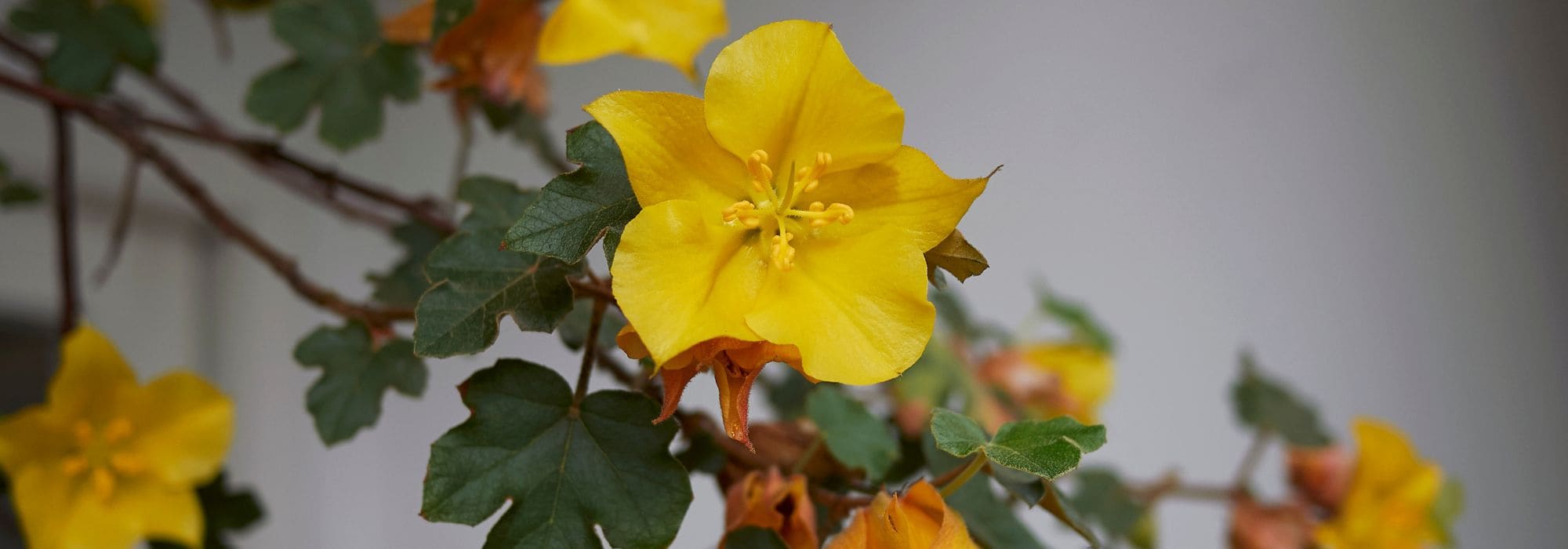 Fremontodendron: planting, pruning and care