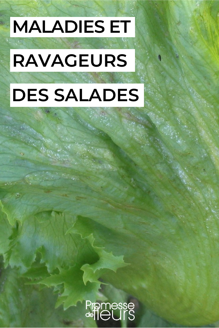 Dealing with and preventing naked diseases and pests on lettuces