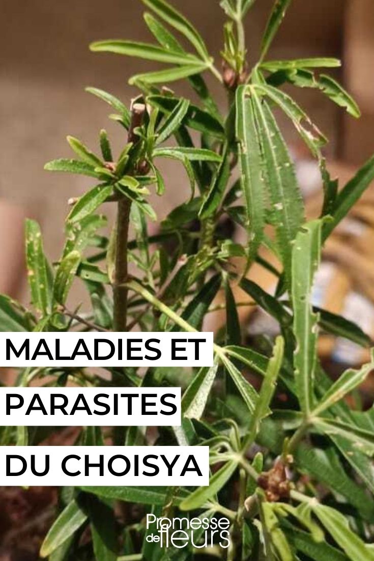 Diseases and Parasites of Choisya or Mexican Orange Bush