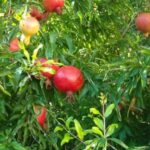 How to propagate pomegranate?