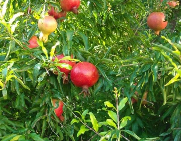 How to propagate pomegranate?