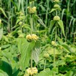How to propagate Phlomis, or Jerusalem sage?