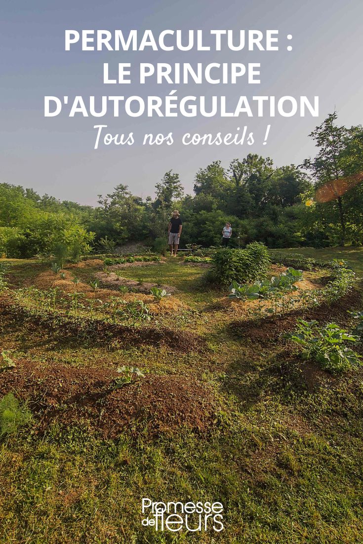 Permaculture: the principle of self-regulation