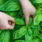 Keep basil fresh to enjoy it all year round
