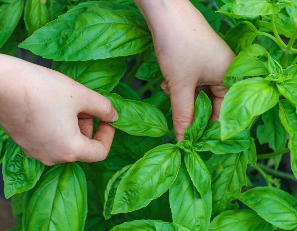 Keep basil fresh to enjoy it all year round