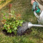 Help: my rose bush is suffering from drought!