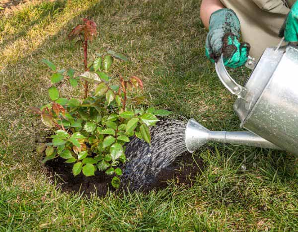 Help: my rose bush is suffering from drought!