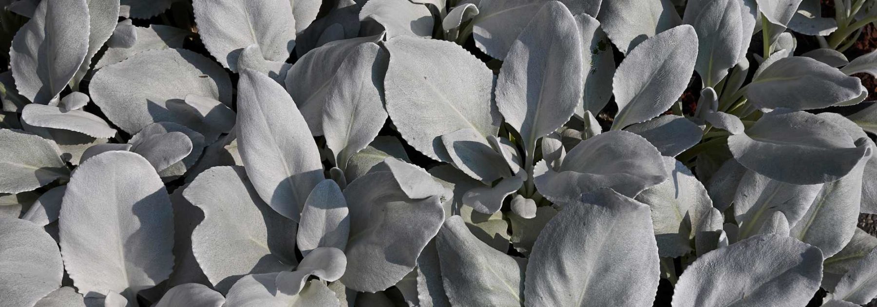 Senecio: Planting and Care
