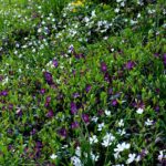 7 perennials ideal for greening a bank