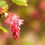 5 ideas for pairing Flowering Currant
