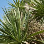 How to propagate cordyline?