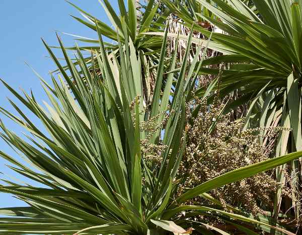 How to propagate cordyline?