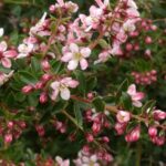 How to propagate Escallonia?