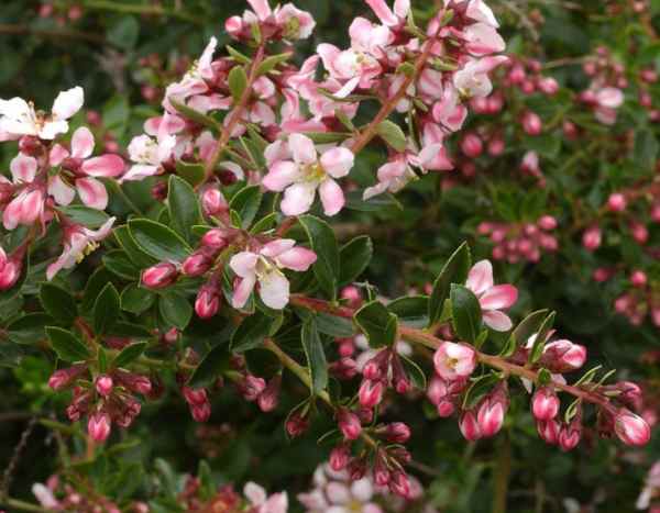How to propagate Escallonia?