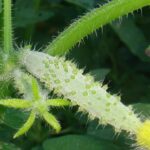 Cucumber and gherkin diseases and pests