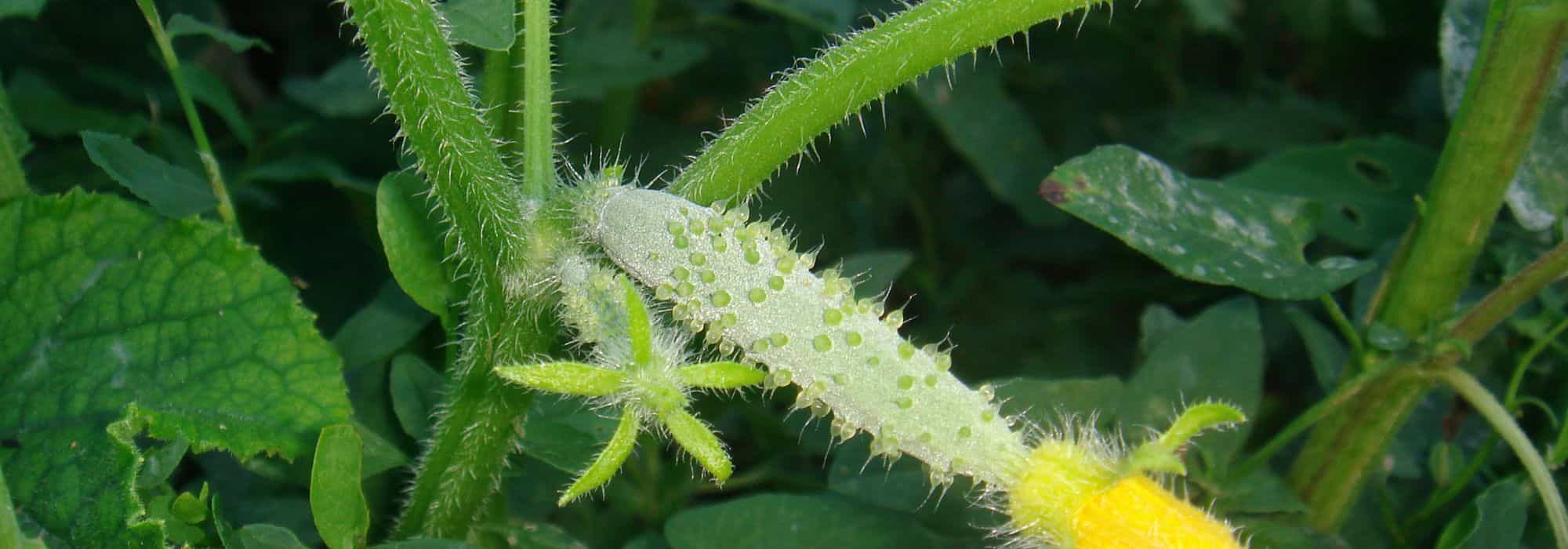 Cucumber and gherkin diseases and pests