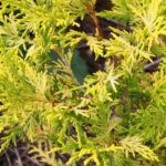 7 conifers with golden yellow foliage