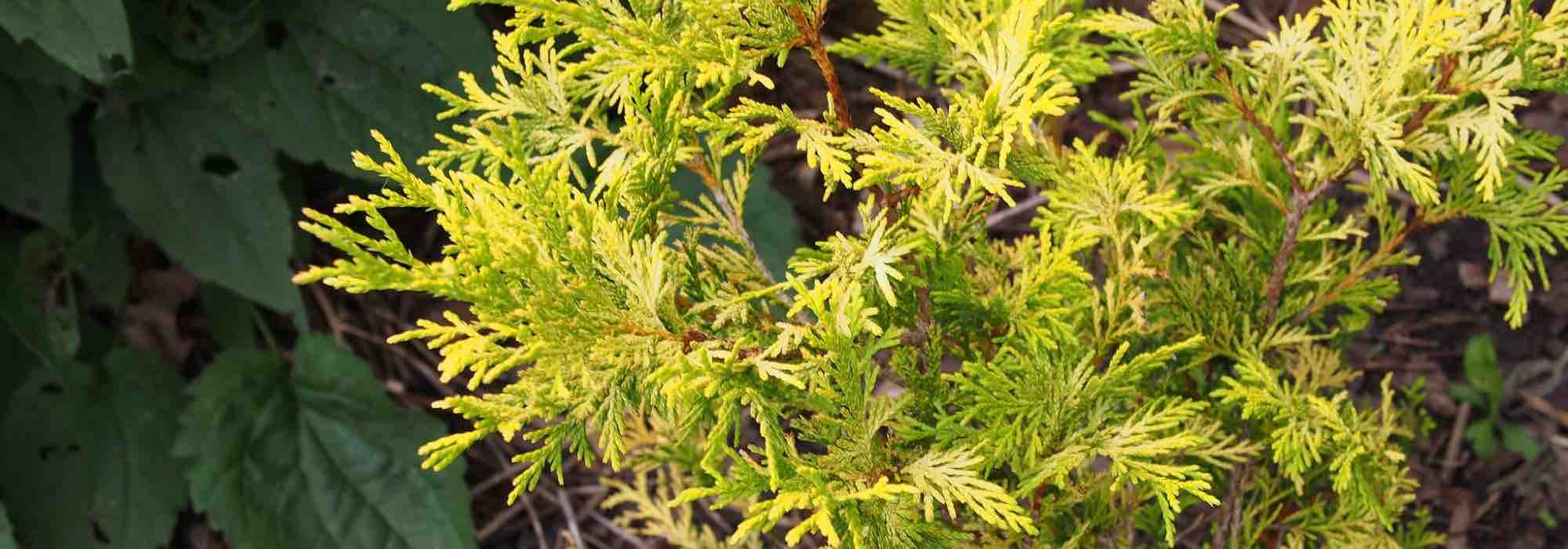 7 conifers with golden yellow foliage