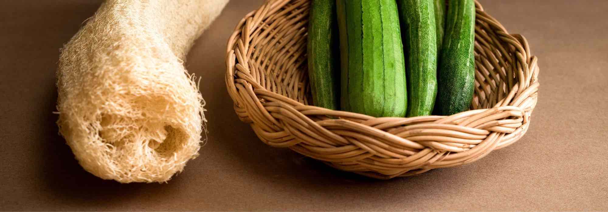 How to successfully sow loofah squash or sponge gourd?