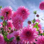 How to grow dahlias in hot weather?