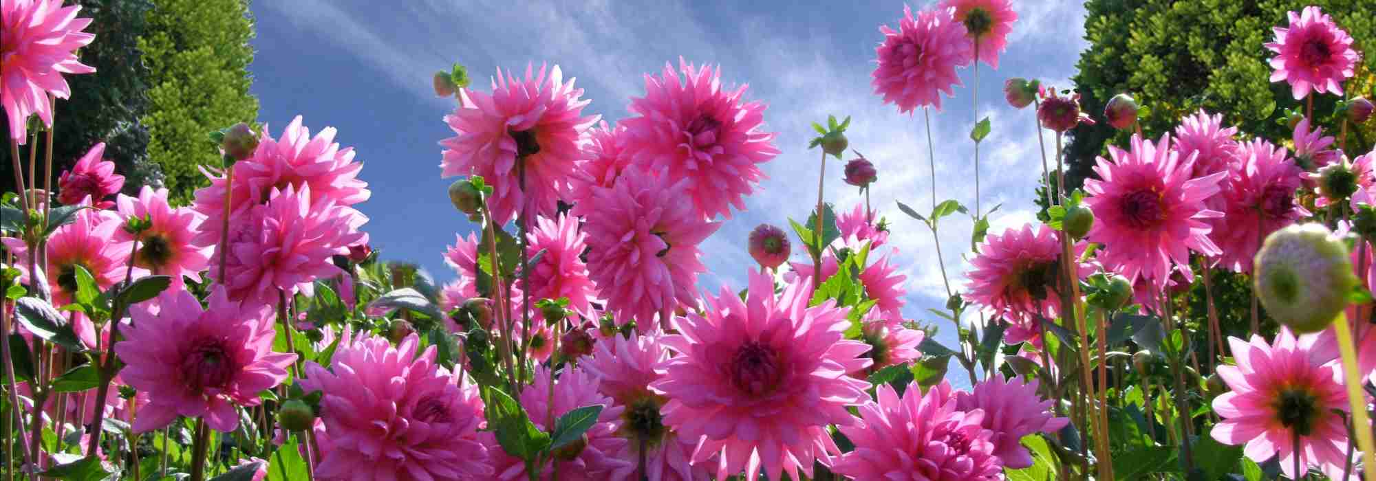 How to grow dahlias in hot weather?