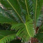Growing Cycas in pots