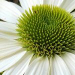 5 white echinaceas to brighten up your garden