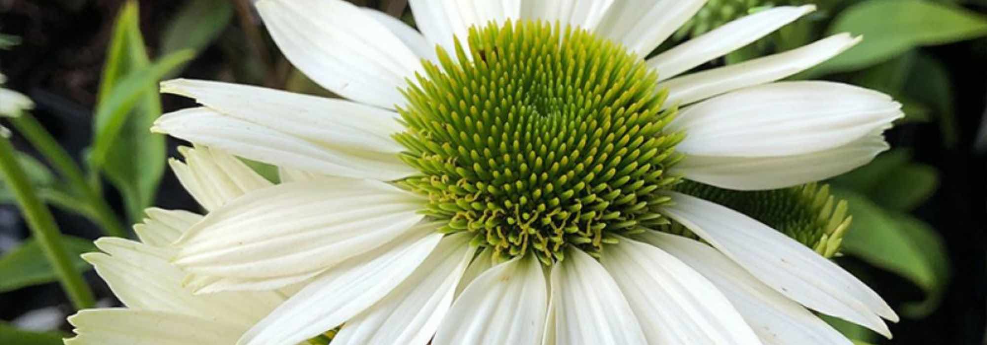 5 white echinaceas to brighten up your garden