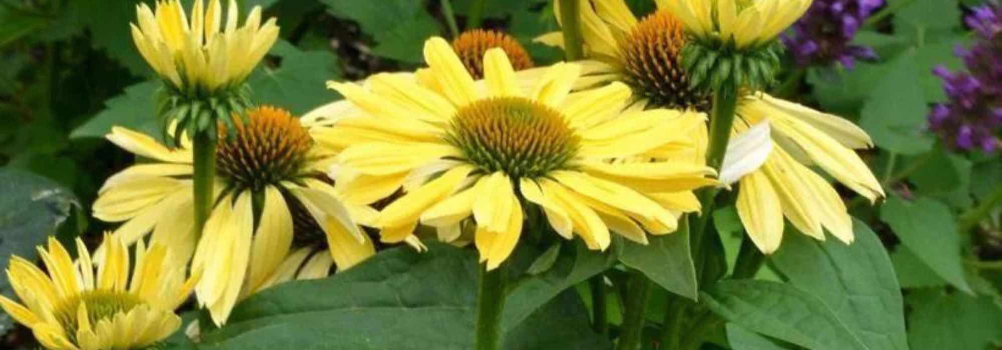 5 Yellow Echinaceas