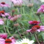 5 Pink Echinaceas for a Flowering Garden in Summer