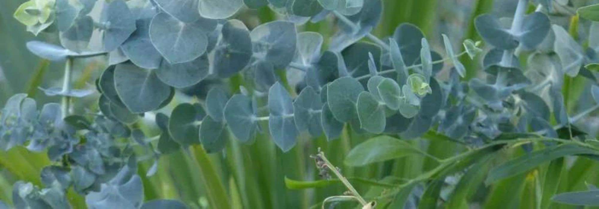5 bushes with blue-tinged foliage