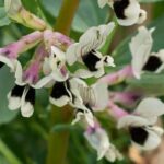 Diseases and pests of broad beans