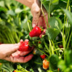 How to protect strawberry harvests?