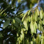 Ash: Planting, Pruning, Care