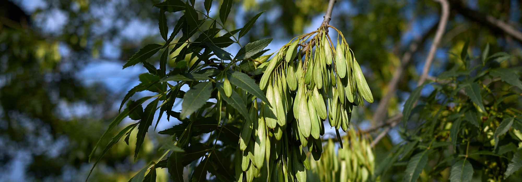 Ash: planting, pruning, and care