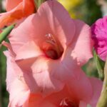 5 gladioli to grow in pots