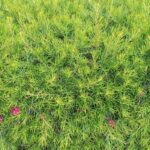 5 Grevilleas for a Hedge